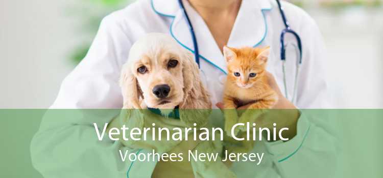 Veterinarian Clinic Voorhees New Jersey