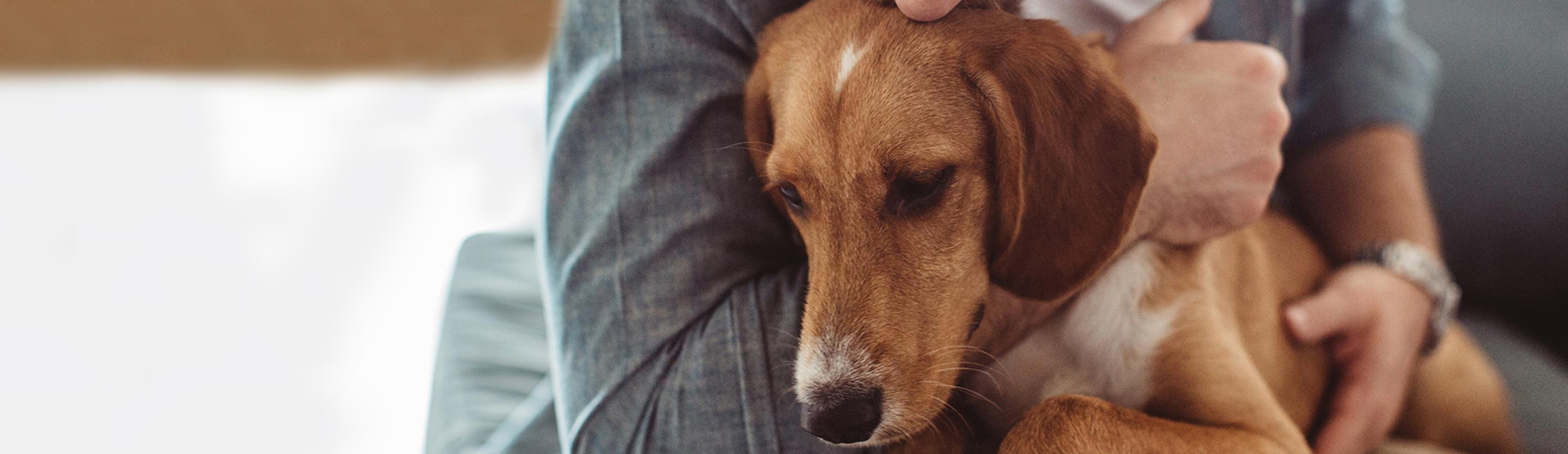 Pet Euthanasia East Rutherford Dog & Cat Euthanasia At Home East