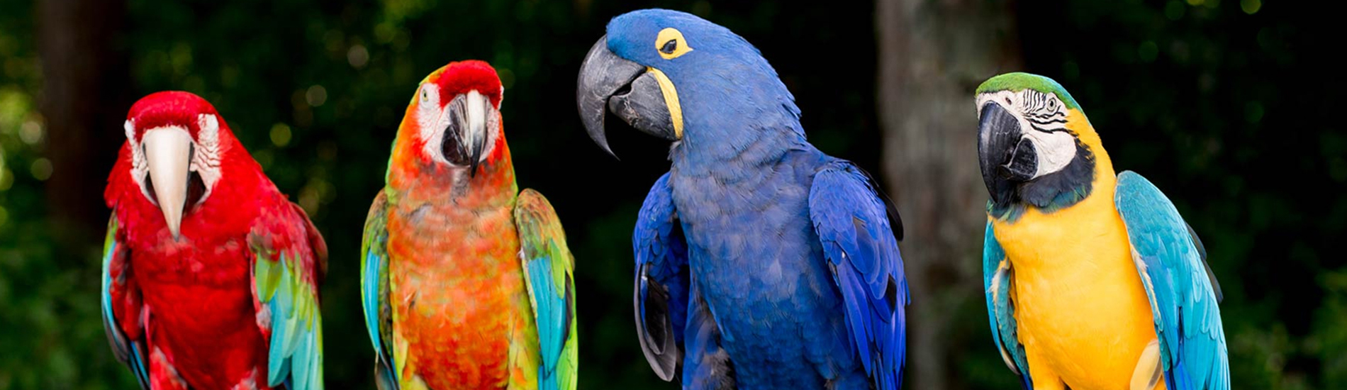 Bird Vet Sacramento Emergency Exotic Avian Vet Near Me