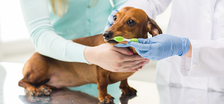 animal hospital nutritional consulting in Fair Lawn
